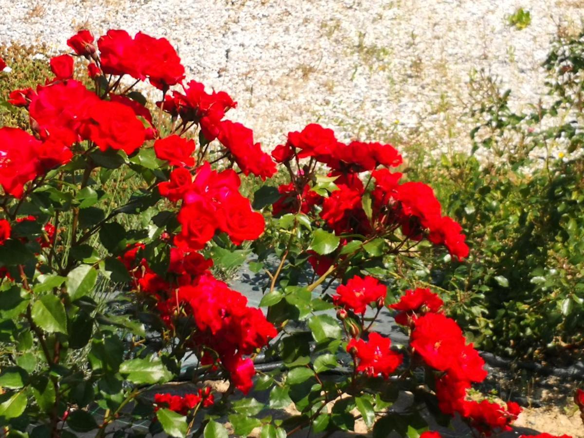 Agriturismo I Colli Montaione Εξωτερικό φωτογραφία